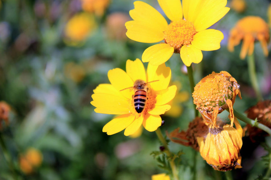 Une abeille au travail