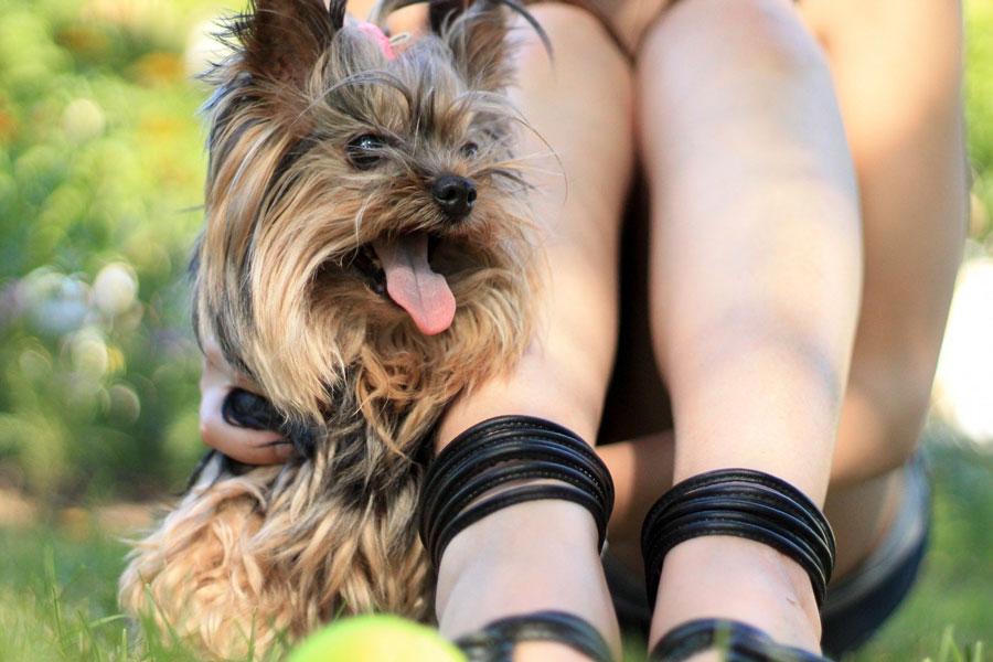 Un chien gardé par une femme