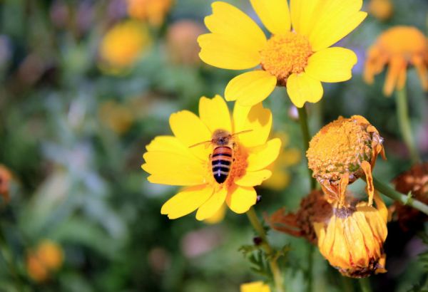 Une abeille au travail