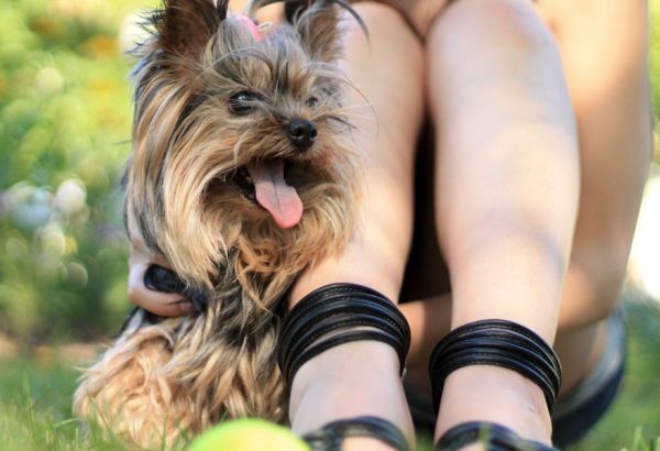 Un chien gardé par une femme